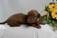 Sophie, a female Miniature Dachshund for sale in Kingsport, TN – 2 of 3