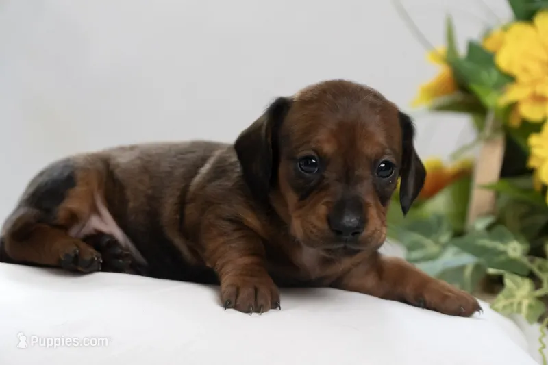 Kandi – Miniature Dachshund puppy for sale in Kingsport, TN