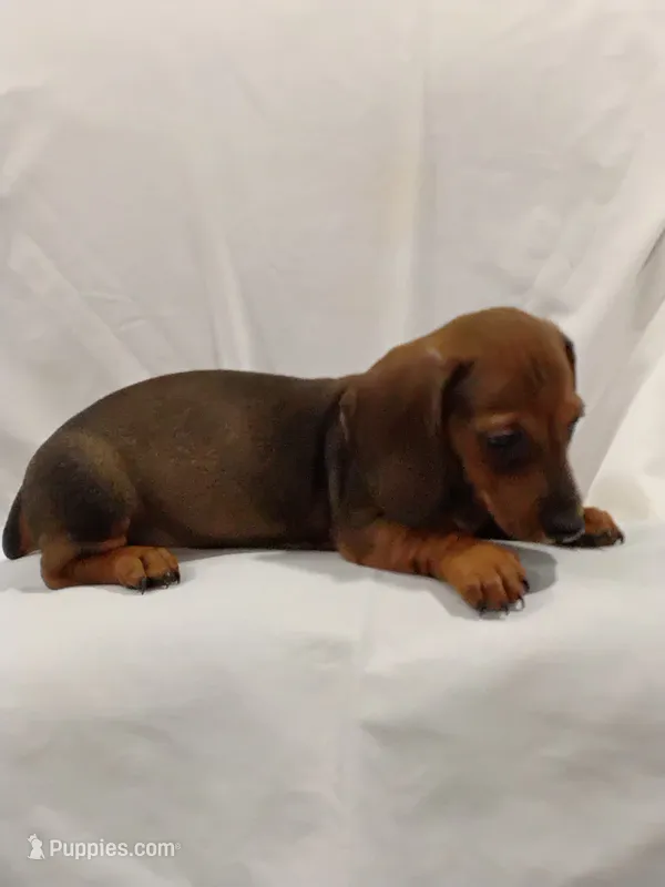 Kelly  – Miniature Dachshund puppy for sale in Kingsport, TN