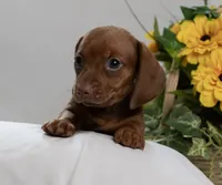 Sophie, a female Miniature Dachshund for sale in Kingsport, TN – 3 of 3