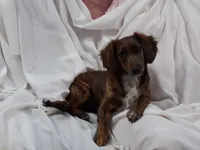 Skeeter, a female Miniature Dachshund for sale in Kingsport, TN – 3 of 3