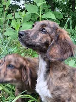 Skeeter, a female Miniature Dachshund for sale in Kingsport, TN – 1 of 3