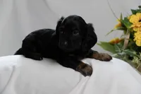 Chipper, a male Miniature Dachshund for sale in Kingsport, TN – 2 of 2