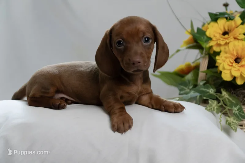 Sophie – Miniature Dachshund puppy on hold in Kingsport, TN