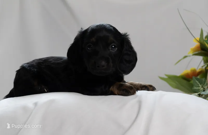 Chipper – Miniature Dachshund puppy for sale in Kingsport, TN