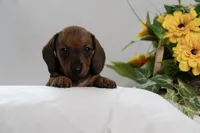 Ruthie, a female Miniature Dachshund for sale in Kingsport, TN – 2 of 2