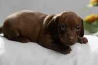 Mazzie, a female Miniature Dachshund for sale in Kingsport, TN – 2 of 2