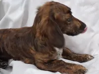 Skeeter, a female Miniature Dachshund for sale in Kingsport, TN – 2 of 3