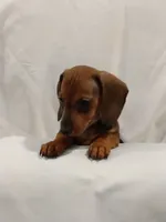 Kelly , a female Miniature Dachshund for sale in Kingsport, TN – 3 of 3
