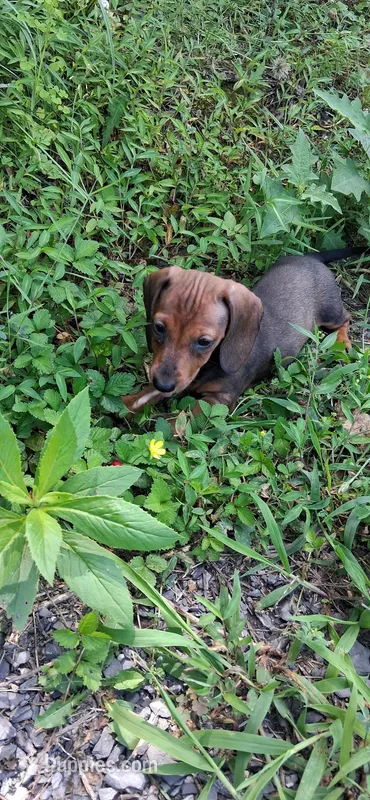 Kelly  – Miniature Dachshund puppy for sale in Kingsport, TN