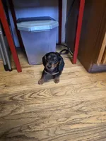 Flash , a male Miniature Dachshund for sale in Pittsford, MI – Photo 3 of 3