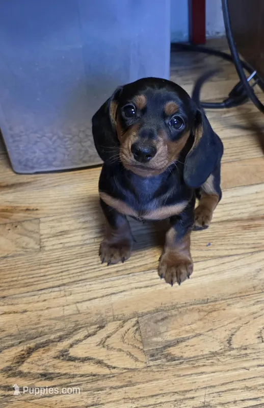 Flash  – Miniature Dachshund puppy for sale in Pittsford, MI