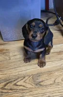 Flash , a male Miniature Dachshund for sale in Pittsford, MI – Photo 1 of 3