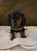 Flash , a male Miniature Dachshund for sale in Pittsford, MI – Photo 2 of 3