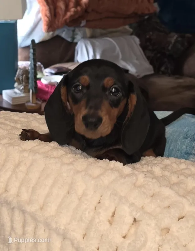 Flash  – Miniature Dachshund puppy for sale in Pittsford, MI