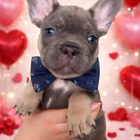 Belle, a female French Bulldog for sale in Joliet, IL – Photo 2 of 7