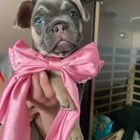 Belle, a female French Bulldog for sale in Joliet, IL – Photo 3 of 7