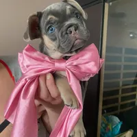 Belle, a female French Bulldog for sale in Joliet, IL – Photo 4 of 7