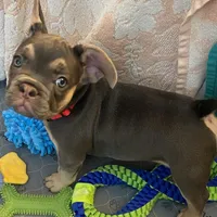 Belle, a female French Bulldog for sale in Joliet, IL – Photo 6 of 7