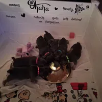 Belle, a female French Bulldog for sale in Joliet, IL – Photo 7 of 7