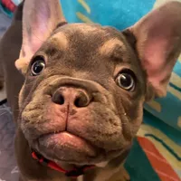 Belle, a female French Bulldog for sale in Joliet, IL – Photo 5 of 7