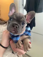 Burno, a male French Bulldog for sale in Joliet, IL – Photo 6 of 9