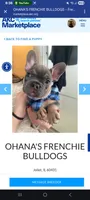 Burno, a male French Bulldog for sale in Joliet, IL – Photo 7 of 9
