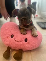 Burno, a male French Bulldog for sale in Joliet, IL – Photo 3 of 9