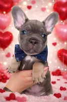 Burno, a male French Bulldog for sale in Joliet, IL – Photo 1 of 9