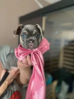 Burno, a male French Bulldog for sale in Joliet, IL – Photo 5 of 9