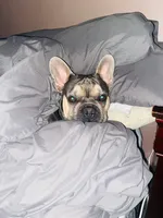 Burno, a male French Bulldog for sale in Joliet, IL – Photo 9 of 9