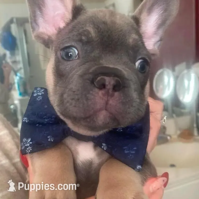 Burno, a male French Bulldog for sale in Joliet, IL – Photo 2 of 9