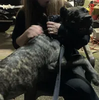 Pup4, a female Cane Corso for sale in Toms River, NJ – 7 of 7