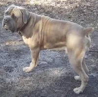 Pup3, a female Cane Corso for sale in Toms River, NJ – 4 of 9