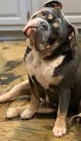 Annie, a female English Bulldog for sale in Toms River, NJ – 3 of 7