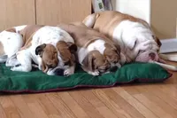 Annie, a female English Bulldog for sale in Toms River, NJ – 7 of 7