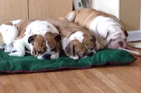 Jet, a male English Bulldog for sale in Toms River, NJ – 3 of 10