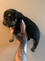 Zena, a female English Bulldog for sale in Toms River, NJ – 3 of 10
