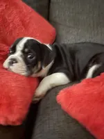 Mushy, a male English Bulldog for sale in Toms River, NJ – 2 of 7