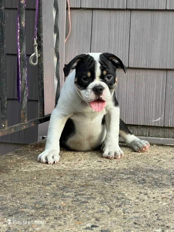 Mushy – English Bulldog puppy for sale in Toms River, NJ