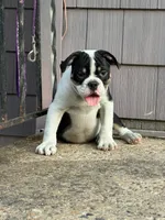 Mushy, a male English Bulldog for sale in Toms River, NJ – 1 of 7