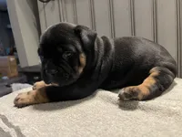 Zena, a female English Bulldog for sale in Toms River, NJ – 2 of 10