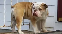 Deja blue, a female English Bulldog for sale in Toms River, NJ – 7 of 9