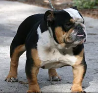 Annie, a female English Bulldog for sale in Toms River, NJ – 5 of 7