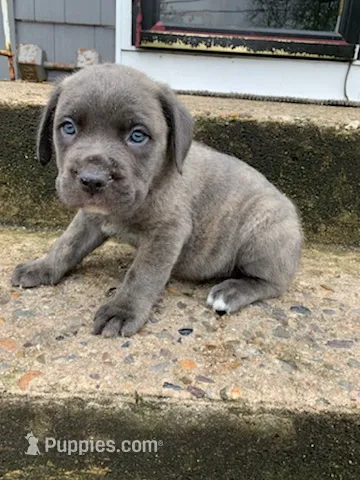 Pup1 – Cane Corso puppy for sale in Toms River, NJ