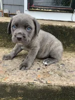Pup1, a male Cane Corso for sale in Toms River, NJ – 1 of 9