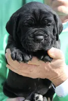 Pup4, a female Cane Corso for sale in Toms River, NJ – 2 of 6
