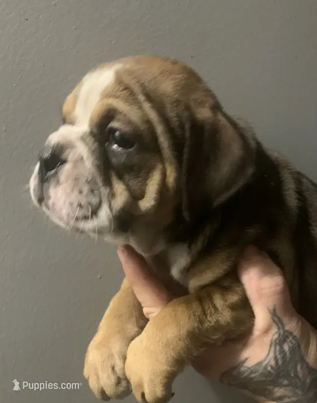 Peanut – English Bulldog puppy for sale in Toms River, NJ