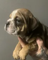 Peanut, a female English Bulldog for sale in Toms River, NJ – 1 of 8