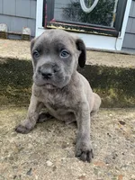 Pup3, a female Cane Corso for sale in Toms River, NJ – 1 of 9